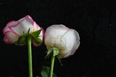 Téléchargez les photos : Belle rose blanche et rose sur fond sombre, concept d'été, vue rapprochée - en image libre de droit