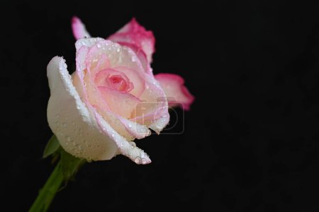 Photo for Beautiful white and pink rose on dark background, summer concept, close view - Royalty Free Image