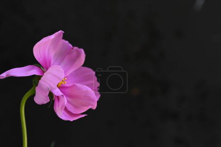 Photo for Pink cosmos flower on black background - Royalty Free Image