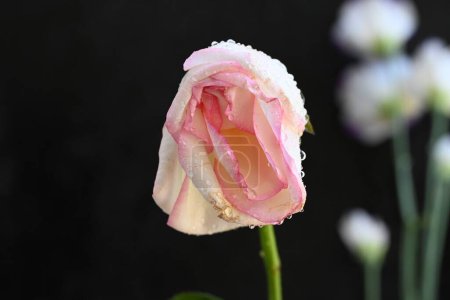 Téléchargez les photos : Belle rose blanche et rose sur fond noir - en image libre de droit