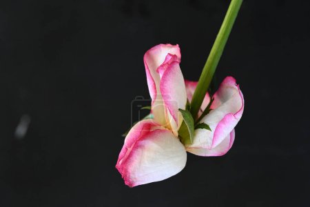 Téléchargez les photos : Belle rose blanche et rose sur fond noir - en image libre de droit