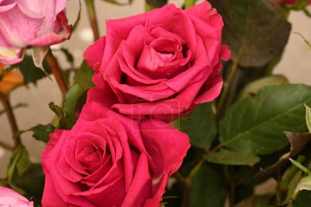 Foto de Hermoso ramo de rosas rosadas, vista de cerca - Imagen libre de derechos