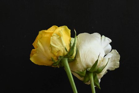 Téléchargez les photos : Belles roses blanches et jaunes sur fond noir - en image libre de droit
