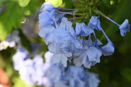 Foto de Primer plano de hermosas flores azules que crecen al aire libre - Imagen libre de derechos
