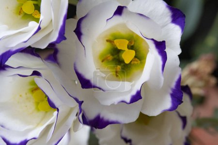 Foto de Hermosas flores eustoma, concepto de verano, vista cercana - Imagen libre de derechos