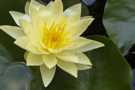 Téléchargez les photos : Gros plan de fleur de lotus dans l'étang - en image libre de droit