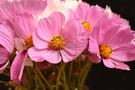 Photo for Beautiful cosmos flowers, close up view, summer cosmos - Royalty Free Image