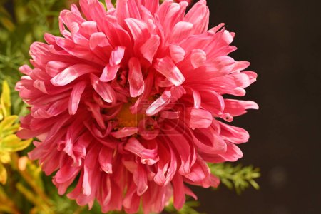 Foto de Vista de cerca de flores rosadas sobre fondo oscuro - Imagen libre de derechos