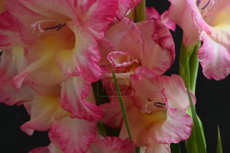 Foto de Vista de cerca de flores rosadas sobre fondo oscuro - Imagen libre de derechos