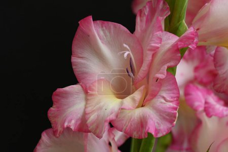 Téléchargez les photos : Vue rapprochée des fleurs roses sur fond sombre - en image libre de droit