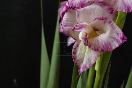 Photo for Beautiful white and pink iris flowers on dark background - Royalty Free Image