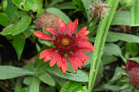 Foto de Hermosas flores rojas en flor en el jardín - Imagen libre de derechos