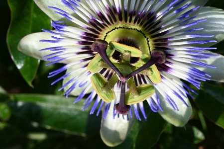 Téléchargez les photos : Belle passiflore fleur dans le jardin - en image libre de droit