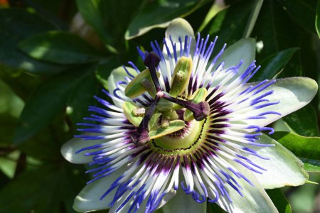 Téléchargez les photos : Belle passiflore fleur dans le jardin - en image libre de droit