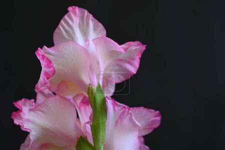 Foto de Hermosas flores de iris blanco y rosa sobre fondo oscuro - Imagen libre de derechos