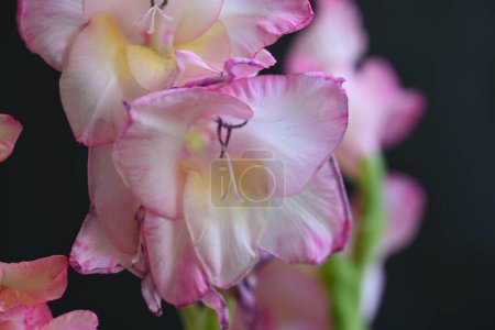 Foto de Hermosas flores de iris blanco y rosa sobre fondo oscuro - Imagen libre de derechos
