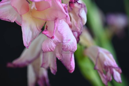 Photo for Beautiful white and pink iris flowers on dark background - Royalty Free Image