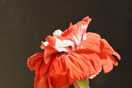 Foto de Primer plano de una flor roja en el jardín - Imagen libre de derechos