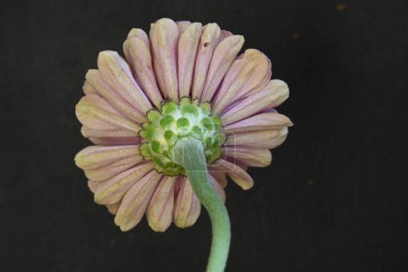 Foto de Primer plano de hermosa flor - Imagen libre de derechos