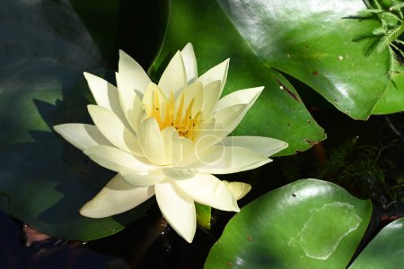 Téléchargez les photos : Belle fleur de lotus blanc dans l'étang - en image libre de droit