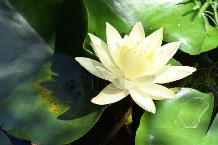 Foto de Hermosa flor de loto blanco en el estanque - Imagen libre de derechos