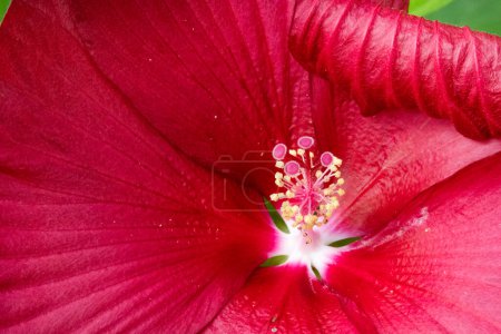 Téléchargez les photos : Belle fleur poussant dans le jardin - en image libre de droit
