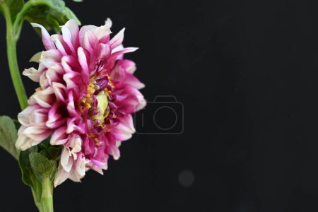 Photo for Close up of beautiful  flower - Royalty Free Image
