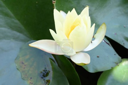 Foto de Hermosa flor de loto en el estanque - Imagen libre de derechos