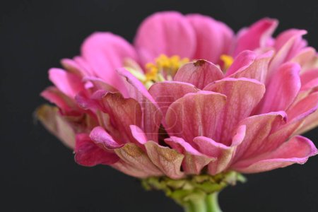 Téléchargez les photos : Gros plan de belle fleur - en image libre de droit