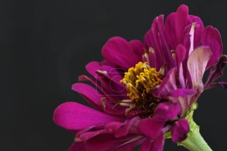Foto de Primer plano de hermosa flor - Imagen libre de derechos