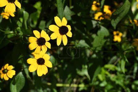 Foto de Primer plano de hermosas flores en el jardín - Imagen libre de derechos