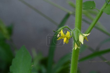 Téléchargez les photos : Gros plan d'une fleur jaune de tomate - en image libre de droit