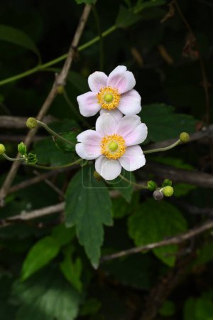 Foto de Hermosas flores, concepto de verano, vista cercana - Imagen libre de derechos