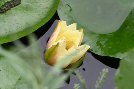 Foto de Hermosa flor de loto en el jardín - Imagen libre de derechos
