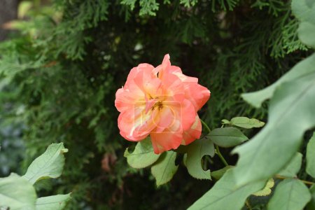 Foto de Vista de cerca de la hermosa rosa en el jardín - Imagen libre de derechos