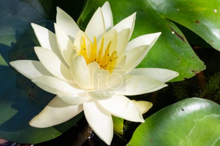 Téléchargez les photos : Belle fleur de lotus dans le jardin - en image libre de droit