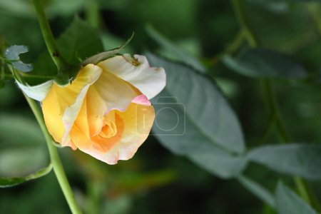 Téléchargez les photos : Gros plan de belle fleur de rose - en image libre de droit