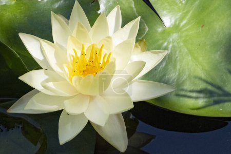 Foto de Hermosa flor de loto en el jardín - Imagen libre de derechos