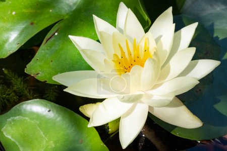 Téléchargez les photos : Belle fleur de lotus dans le jardin - en image libre de droit