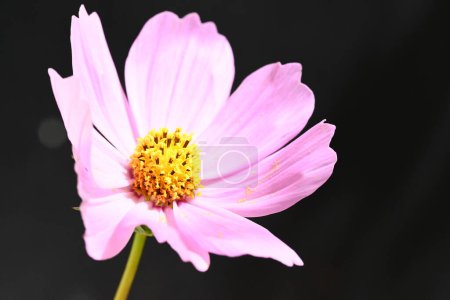 Photo for Beautiful flower close up - Royalty Free Image