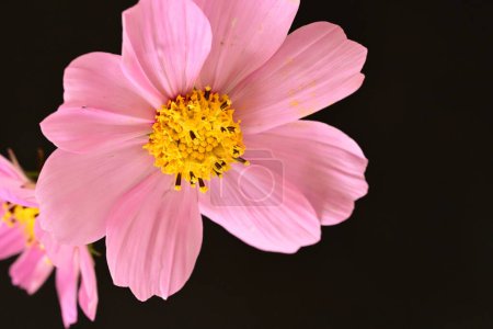 Téléchargez les photos : Belles fleurs sur fond noir - en image libre de droit