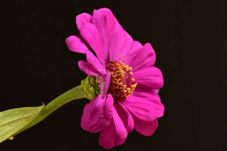 Foto de Hermosa flor brillante de cerca - Imagen libre de derechos