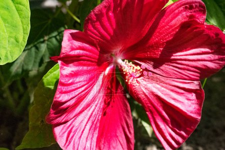 Téléchargez les photos : Gros plan de belle fleur lumineuse - en image libre de droit