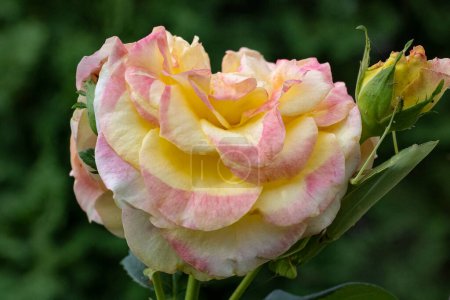 Foto de Hermosa flor de rosa de cerca - Imagen libre de derechos
