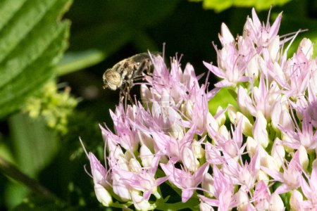 Foto de Primer plano de hermosa flor y abeja en el jardín - Imagen libre de derechos