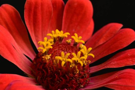 Foto de Primer plano de hermosa flor rosa brillante - Imagen libre de derechos