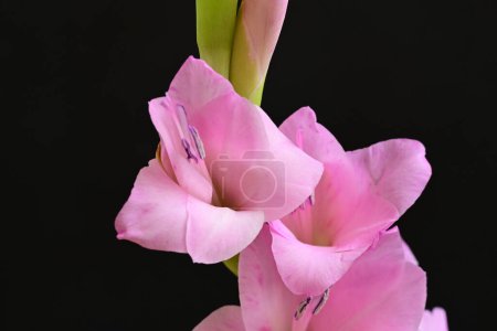 Foto de Primer plano de hermosas flores de color rosa brillante sobre fondo oscuro - Imagen libre de derechos