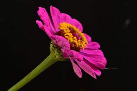 Foto de Primer plano de hermosa flor rosa brillante sobre fondo oscuro - Imagen libre de derechos