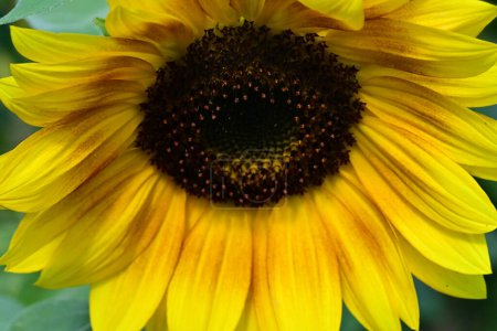 Photo for Sunflowers growing on the field - Royalty Free Image