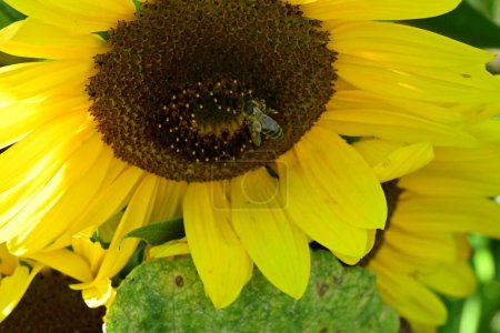 Photo for Bee sitting on the sunflowers growing on the field - Royalty Free Image